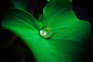 nature